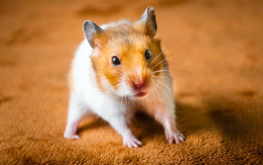 Hamster